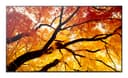 Sharp PN-M752 MultiSync M2 Series 4K Ultra HD LCD Digital Signage Display 550 cd/m² 24/7 Black - 75" (190.5 cm) thumbnail 1