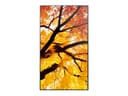 Sharp MultiSync M432 Digital signage flat panel 108 cm (42.5") LCD 550 cd/m² 4K Ultra HD Black thumbnail 3